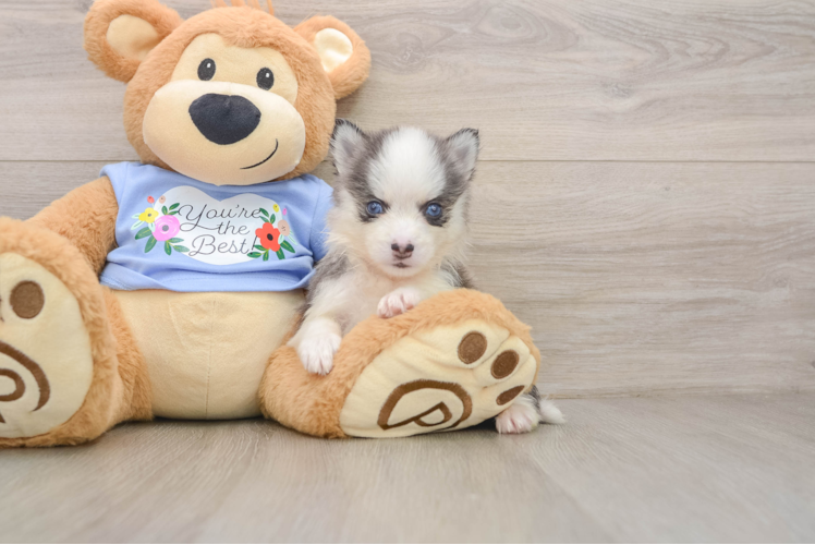 Little Husky and Pomeranian Mix Designer Puppy