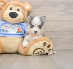 5 week old Pomsky Puppy For Sale - Windy City Pups