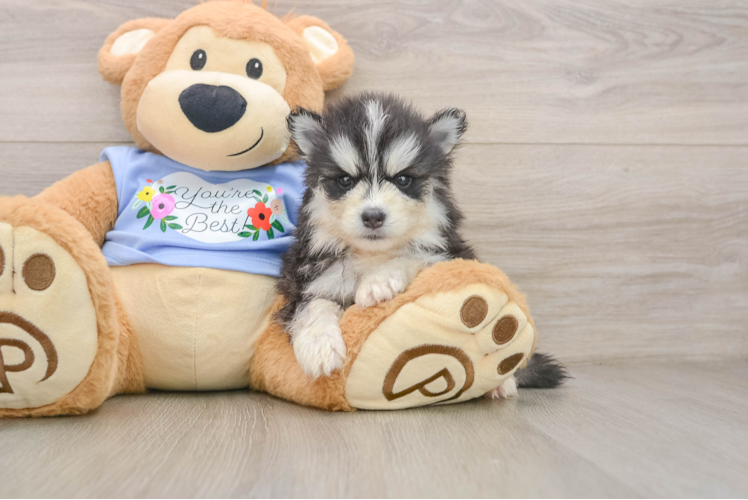 Friendly Pomsky Baby