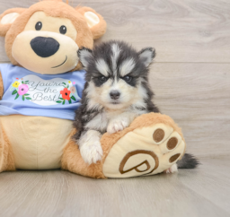 5 week old Pomsky Puppy For Sale - Windy City Pups