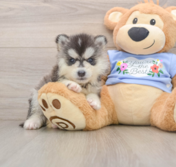 5 week old Pomsky Puppy For Sale - Windy City Pups