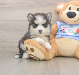 5 week old Pomsky Puppy For Sale - Windy City Pups