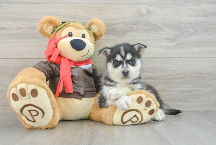 Friendly Pomsky Baby