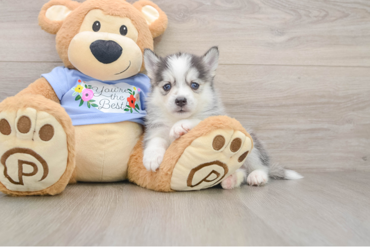 Adorable Husky and Pomeranian Mix Designer Puppy