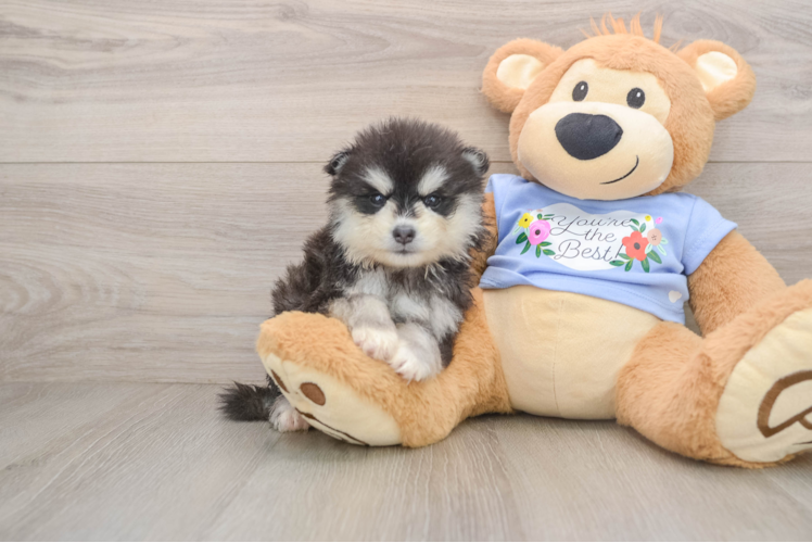 Cute Pomsky Baby