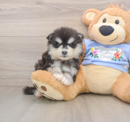 7 week old Pomsky Puppy For Sale - Windy City Pups