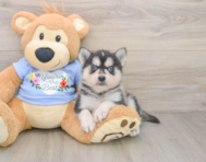 6 week old Pomsky Puppy For Sale - Windy City Pups