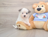 6 week old Pomsky Puppy For Sale - Windy City Pups
