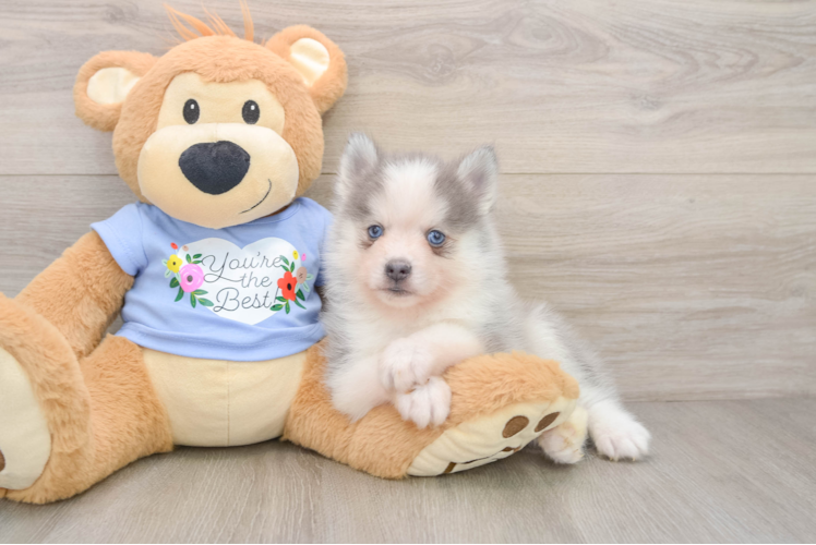 Smart Pomsky Designer Pup