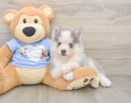 6 week old Pomsky Puppy For Sale - Windy City Pups