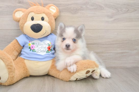 Smart Pomsky Designer Pup