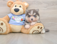 6 week old Pomsky Puppy For Sale - Windy City Pups