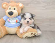6 week old Pomsky Puppy For Sale - Windy City Pups