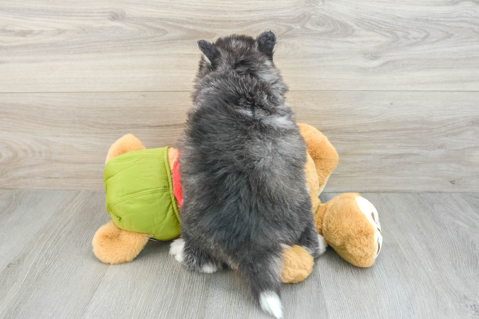 Playful Husky and Pomeranian Mix Designer Puppy