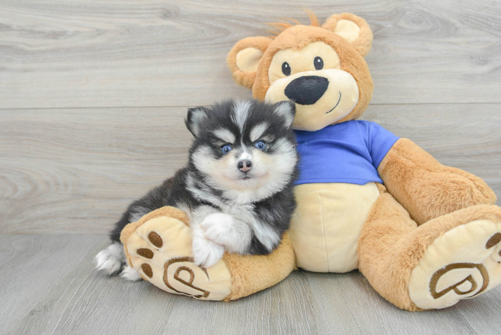 Pomsky Pup Being Cute