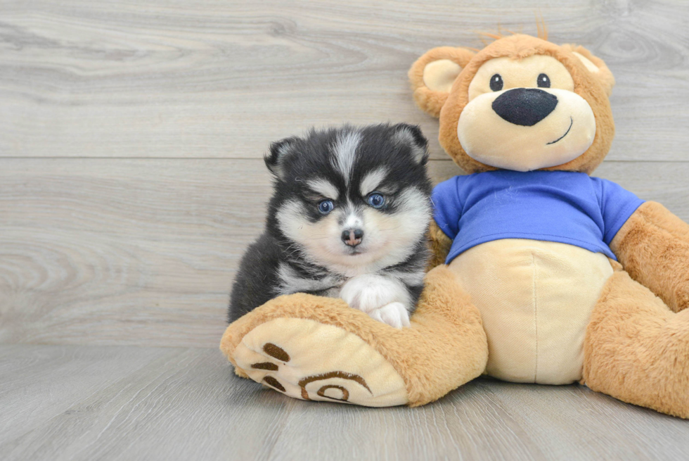 Best Pomsky Baby