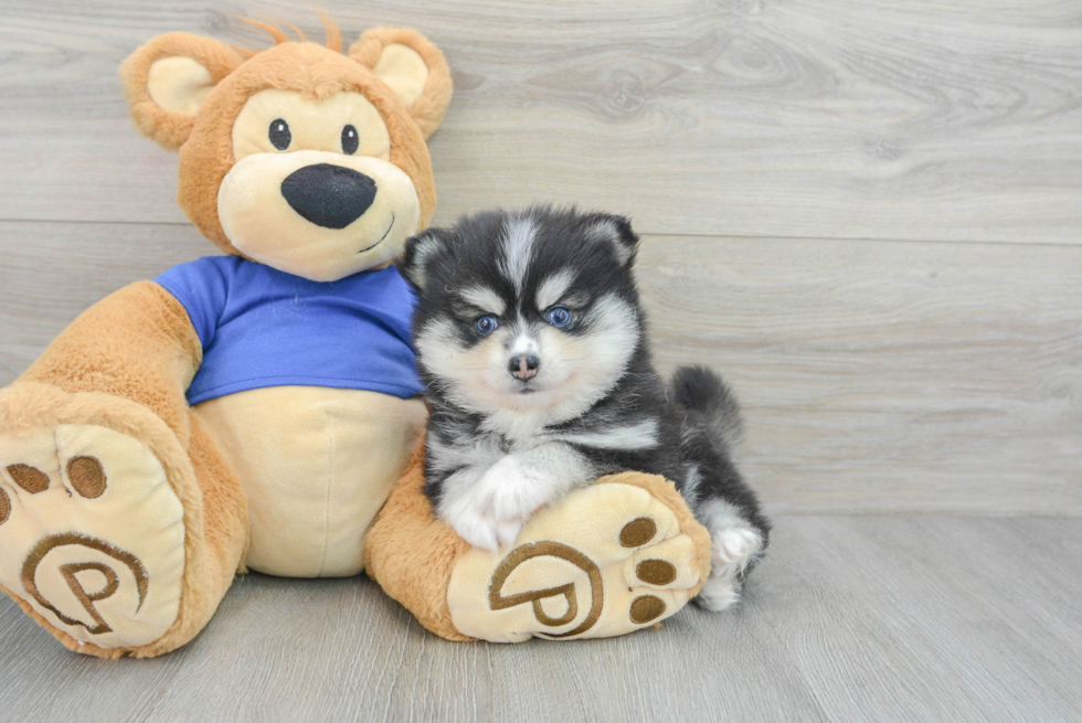 Best Pomsky Baby