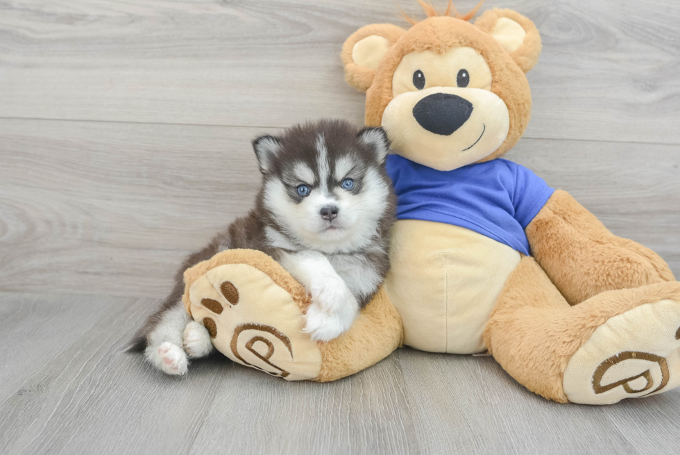 Pomsky Pup Being Cute
