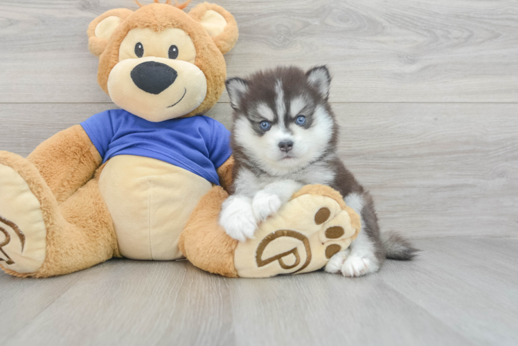 Best Pomsky Baby
