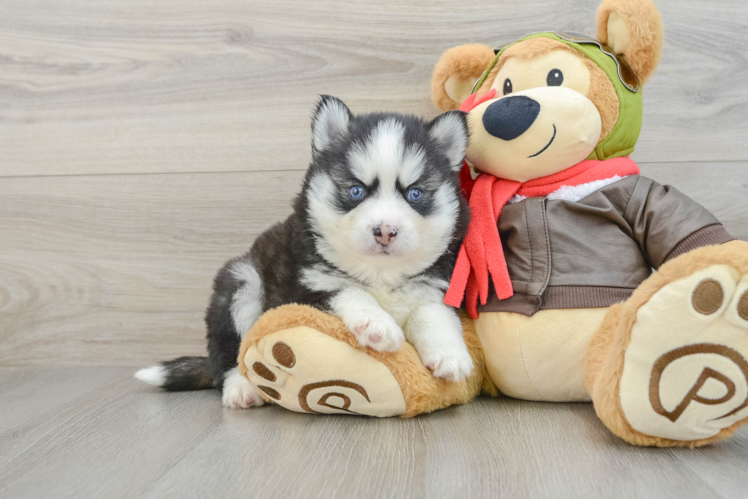 Pomsky Puppy for Adoption