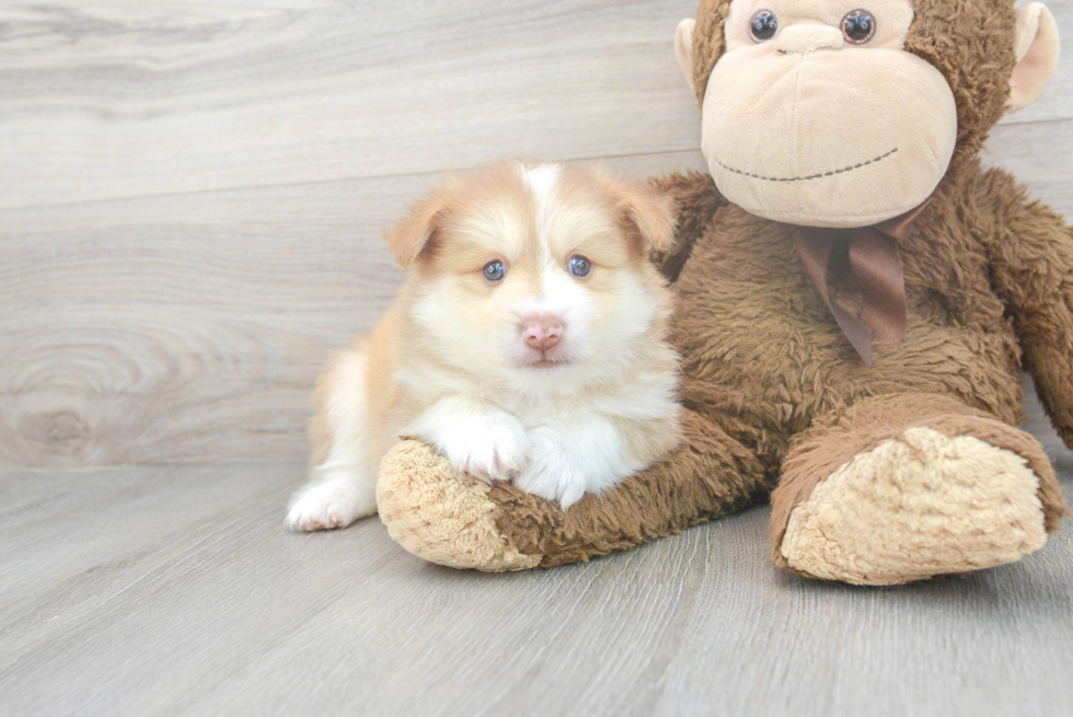 Pomsky Puppy for Adoption