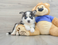 6 week old Pomsky Puppy For Sale - Windy City Pups