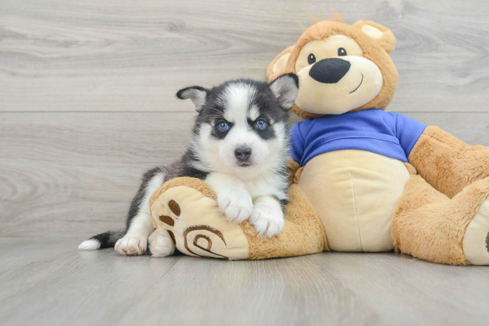 Pomsky Pup Being Cute