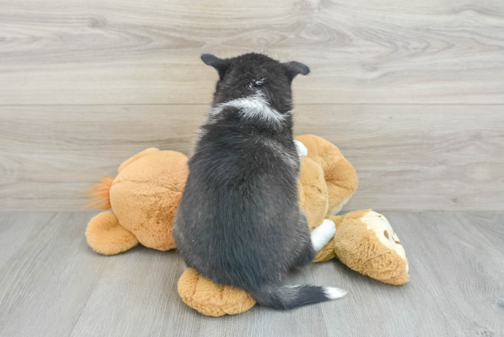 Energetic Husky and Pomeranian Mix Designer Puppy