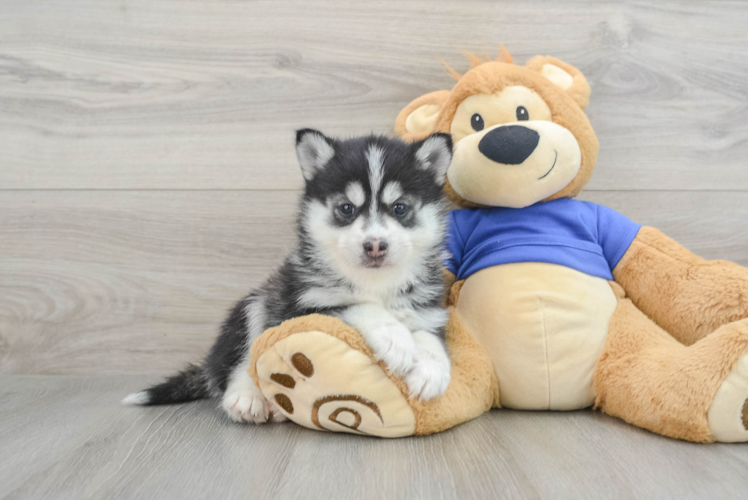 Best Pomsky Baby