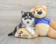 5 week old Pomsky Puppy For Sale - Windy City Pups