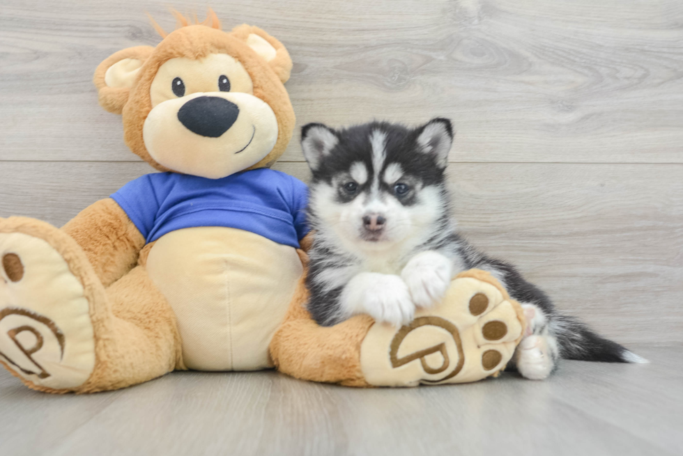 Pomsky Pup Being Cute