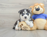5 week old Pomsky Puppy For Sale - Windy City Pups