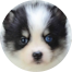 Pomsky Puppy For Sale - Windy City Pups