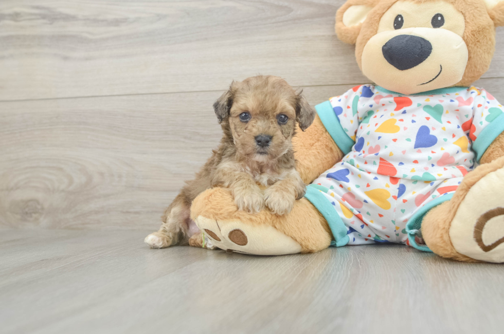6 week old Poochon Puppy For Sale - Windy City Pups