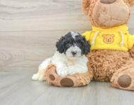 5 week old Poochon Puppy For Sale - Windy City Pups