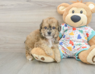 6 week old Poochon Puppy For Sale - Windy City Pups