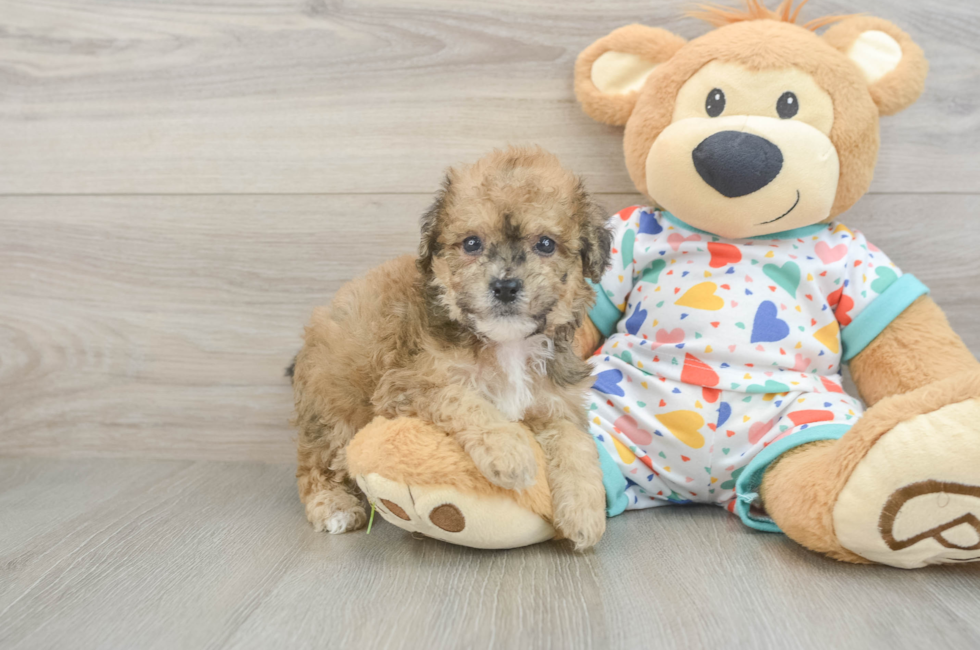 6 week old Poochon Puppy For Sale - Windy City Pups