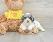 5 week old Poochon Puppy For Sale - Windy City Pups