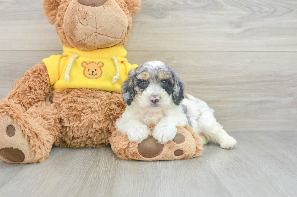 7 week old Poochon Puppy For Sale - Windy City Pups