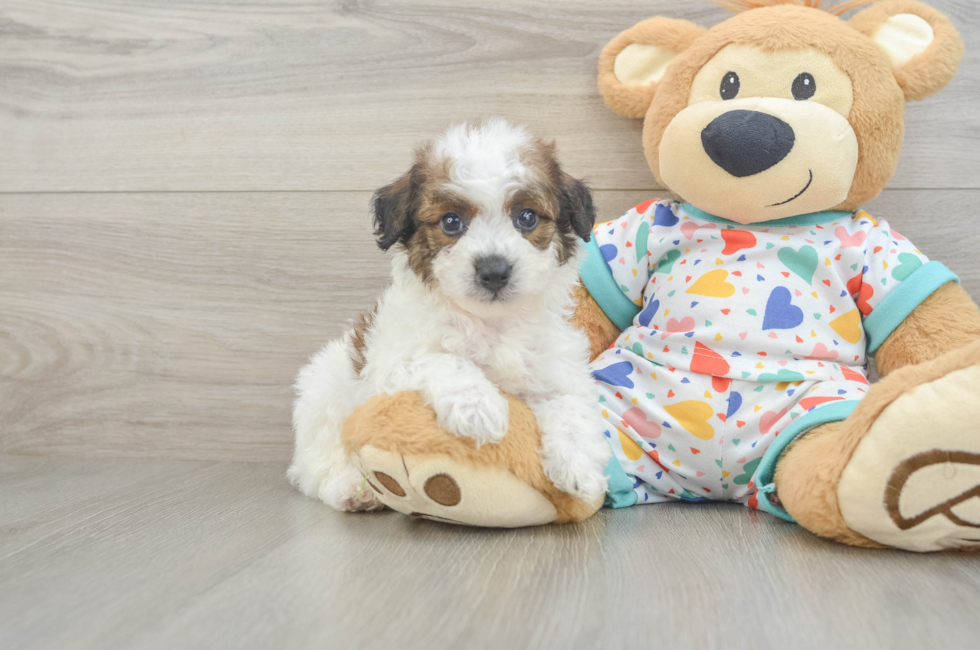 6 week old Poochon Puppy For Sale - Windy City Pups