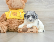 8 week old Poochon Puppy For Sale - Windy City Pups