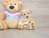 6 week old Poochon Puppy For Sale - Windy City Pups
