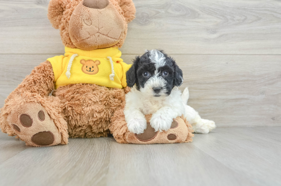 8 week old Poochon Puppy For Sale - Windy City Pups