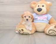 6 week old Poochon Puppy For Sale - Windy City Pups