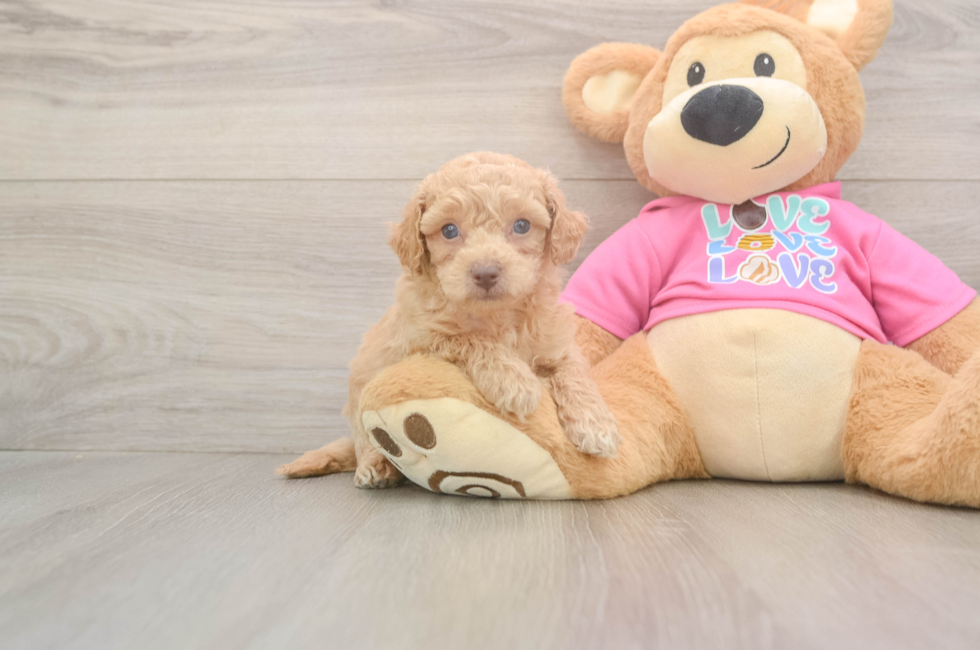 6 week old Poochon Puppy For Sale - Windy City Pups