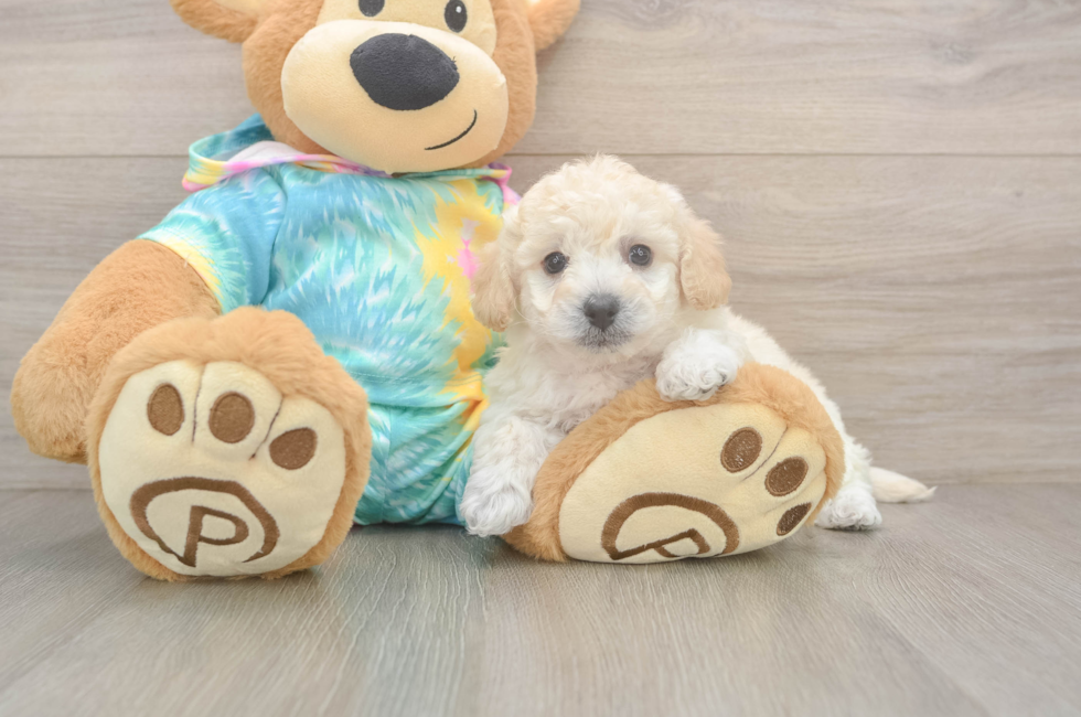6 week old Poochon Puppy For Sale - Windy City Pups