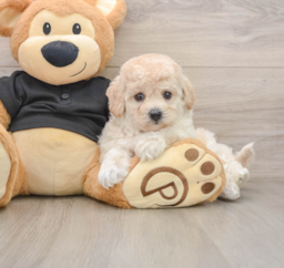 5 week old Poochon Puppy For Sale - Windy City Pups