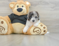 7 week old Poochon Puppy For Sale - Windy City Pups