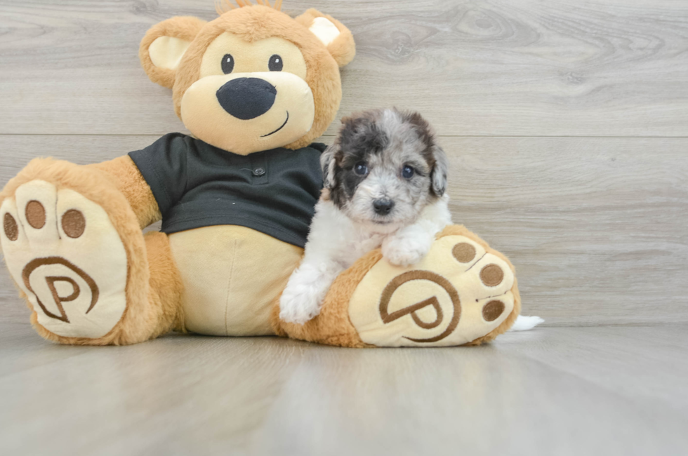 6 week old Poochon Puppy For Sale - Windy City Pups