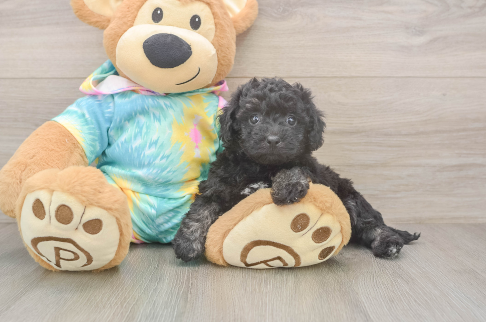6 week old Poochon Puppy For Sale - Windy City Pups